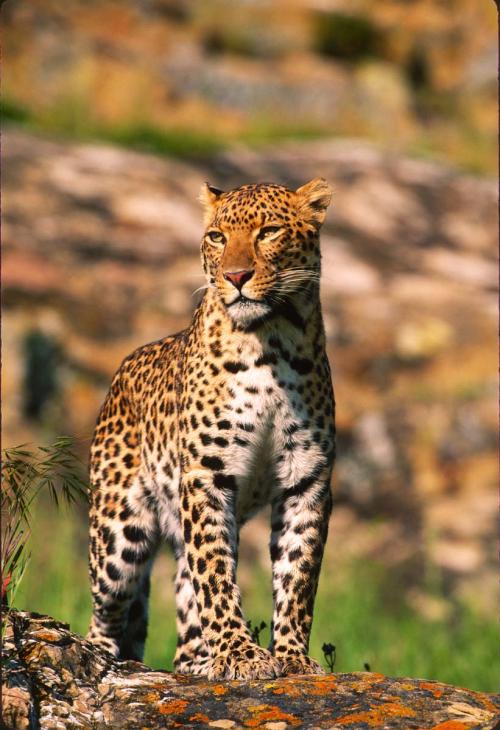 Majestic Spotted Leopard